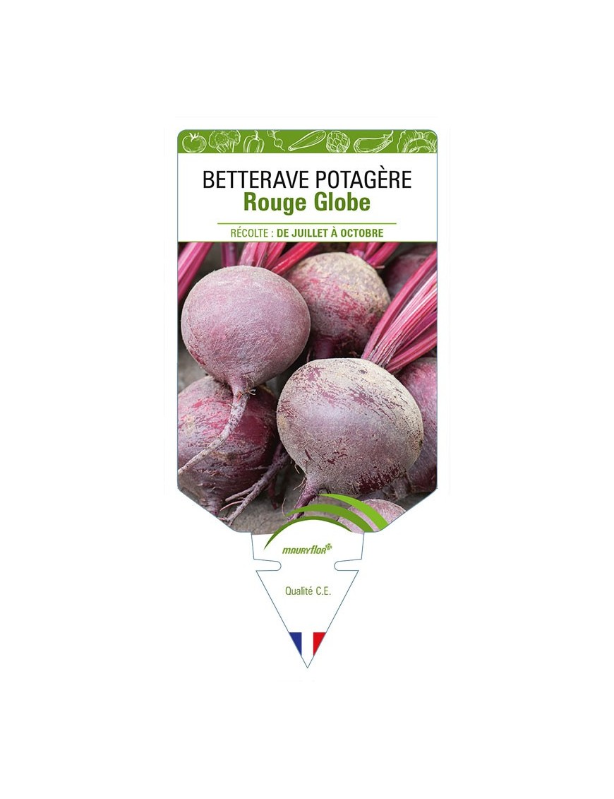 BETTERAVE POTAGÈRE ROUGE GLOBE