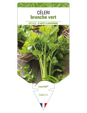 CÉLERI BRANCHE VERT