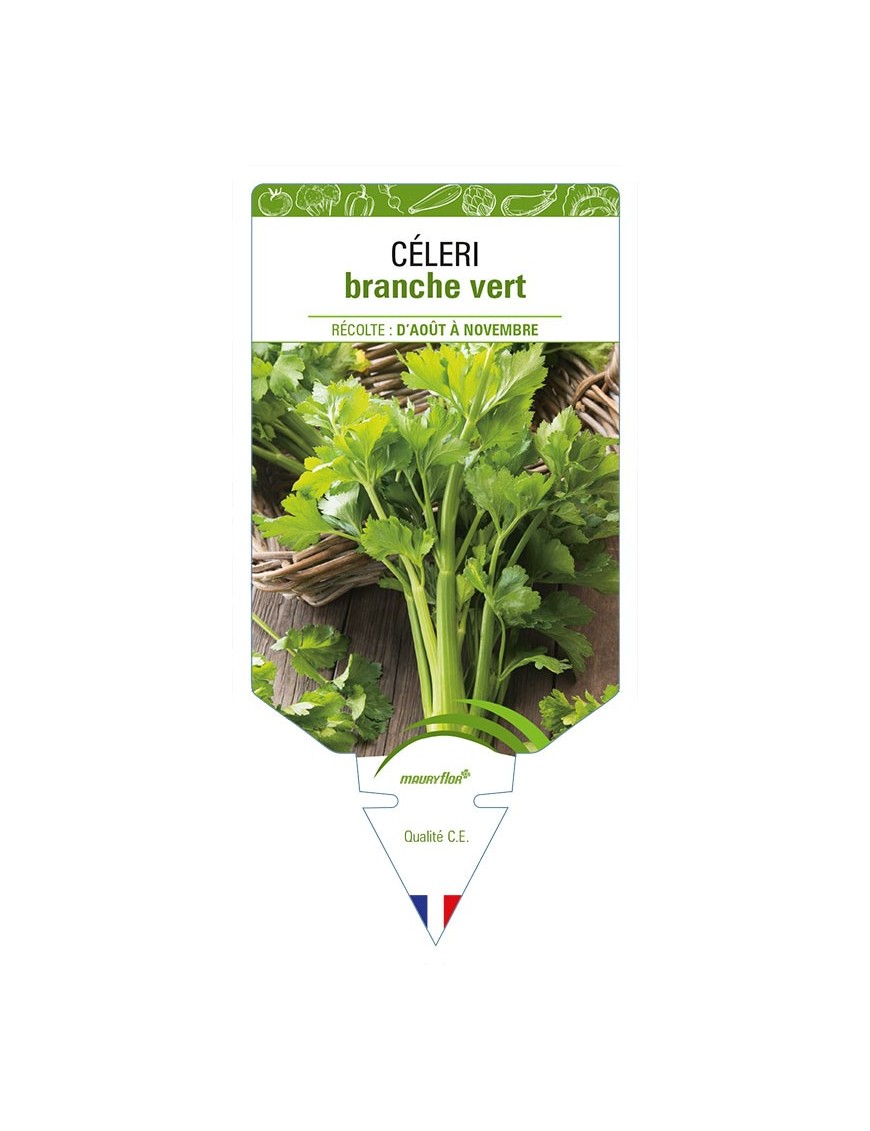 CÉLERI BRANCHE VERT