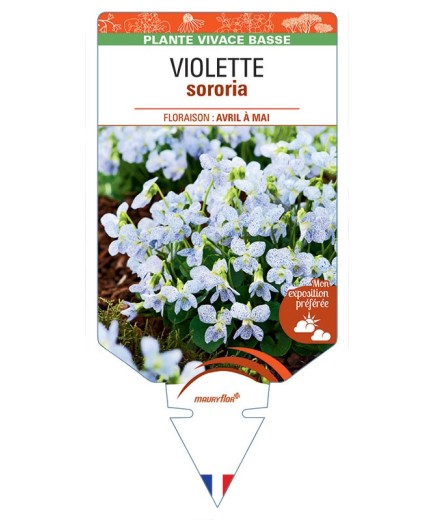 VIOLA SORORIA voir Violette (moucheté)