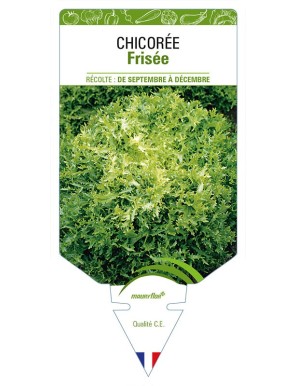 CHICORÉE FRISÉE