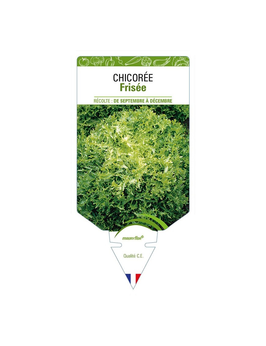 CHICORÉE FRISÉE