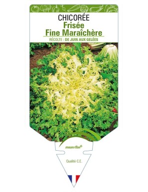 CHICORÉE FRISÉE FINE MARAICHÈRE