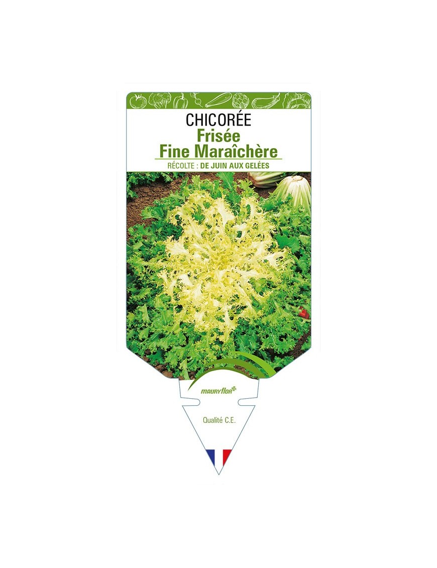 CHICORÉE FRISÉE FINE MARAICHÈRE