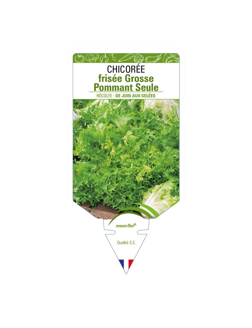 CHICORÉE FRISÉE GROSSE POMMANT SEULE