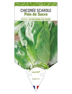 CHICORÉE SCAROLE PAIN DE SUCRE