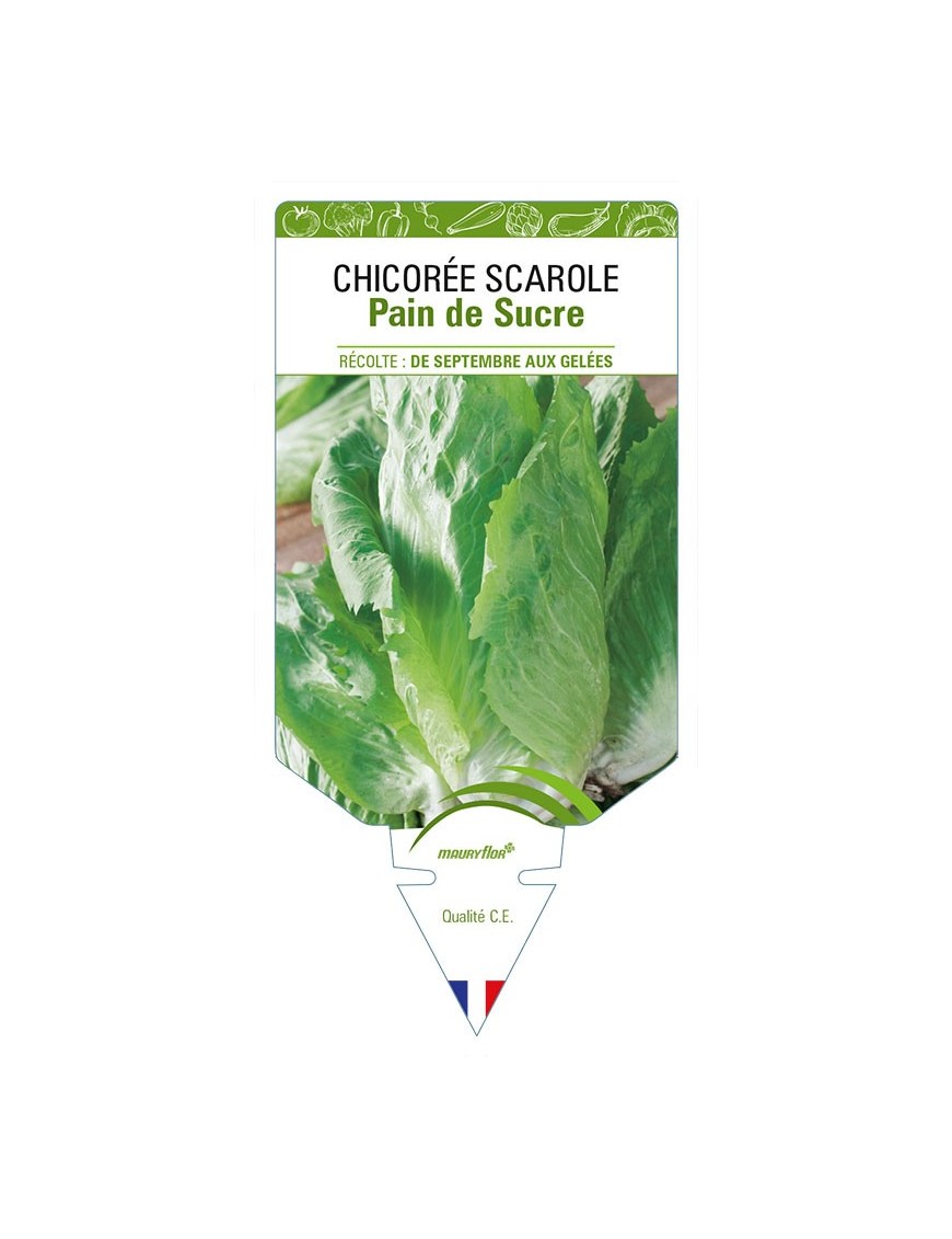 CHICORÉE SCAROLE PAIN DE SUCRE