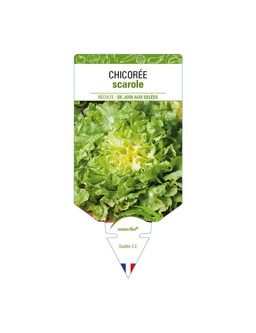 CHICORÉE SCAROLE