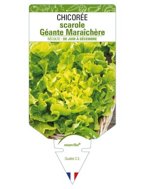 CHICORÉE SCAROLE GÉANTE MARAICHÈRE