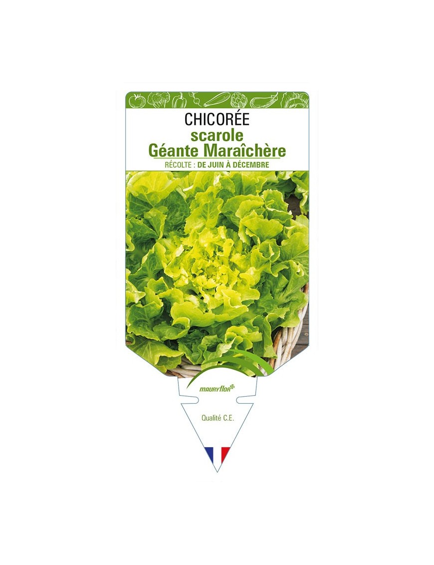 CHICORÉE SCAROLE GÉANTE MARAICHÈRE