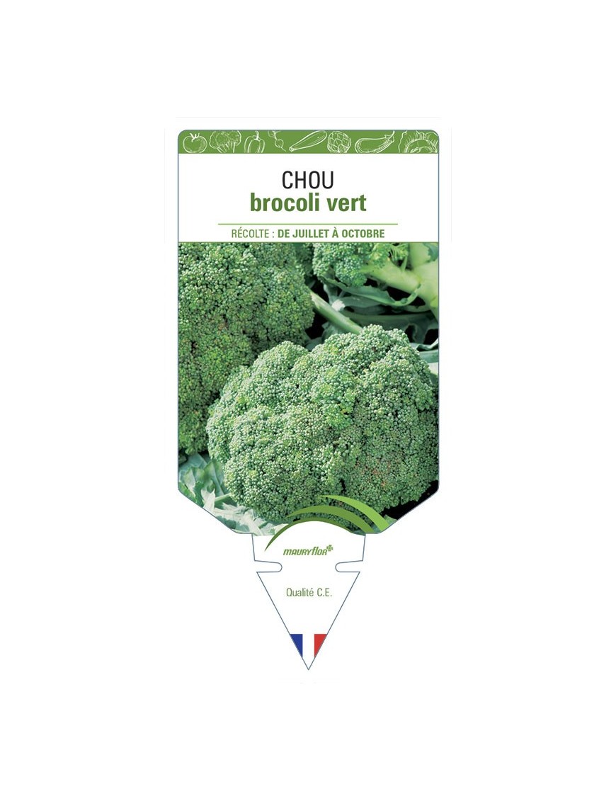 CHOU BROCOLI VERT