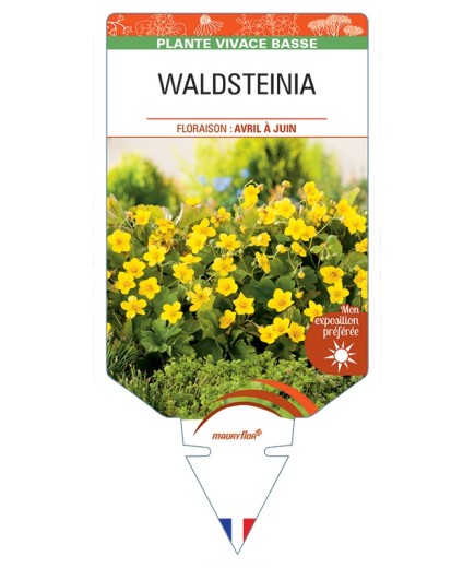 WALDSTEINIA (ternata jaune)