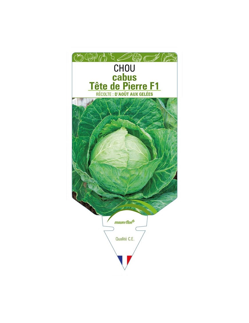 CHOU CABUS TÊTE DE PIERRE F1