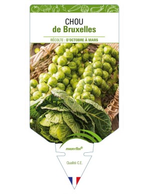 CHOU DE BRUXELLES