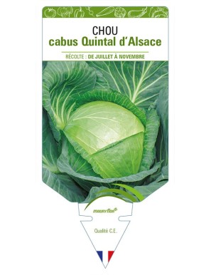 CHOU CABUS QUINTAL D'ALSACE