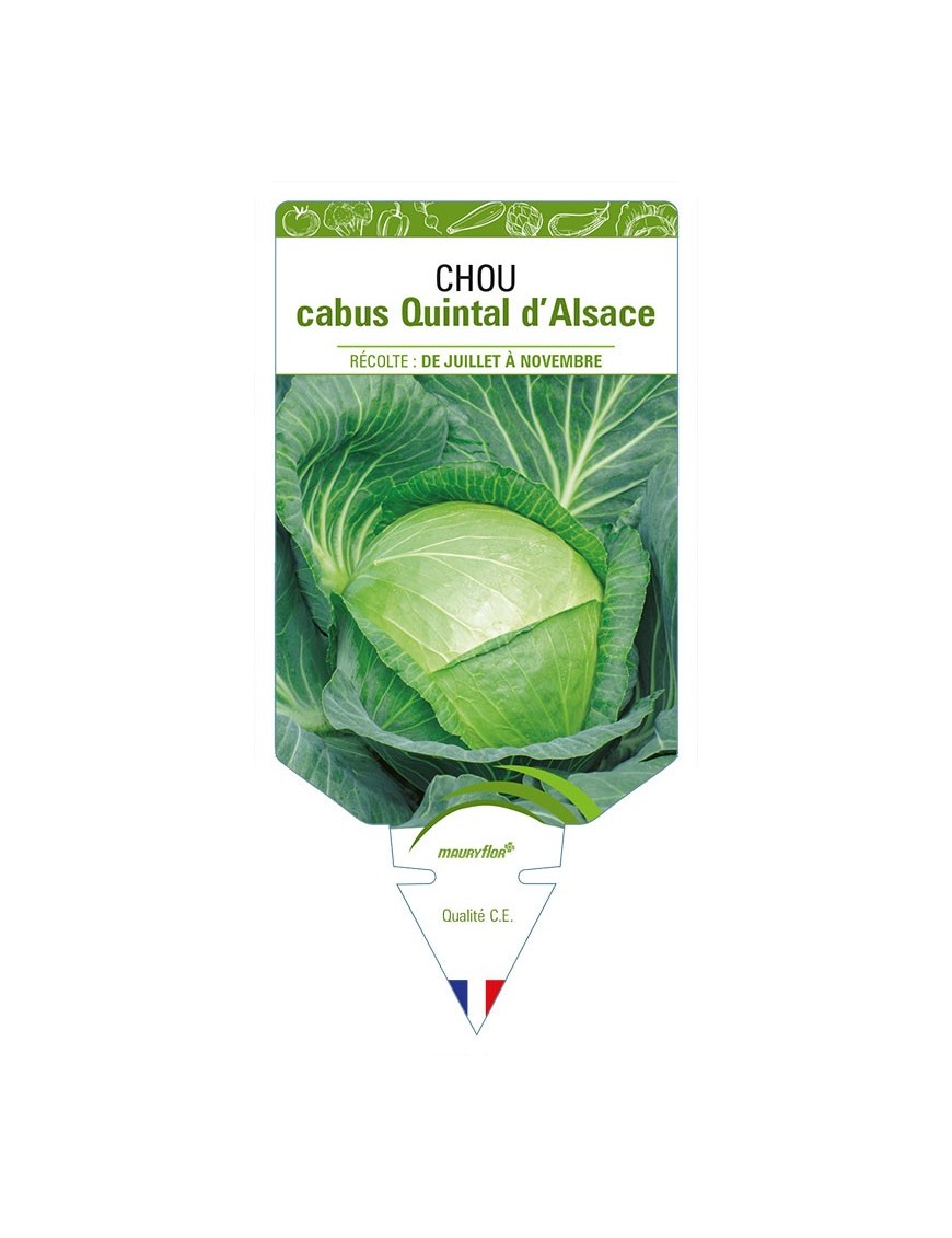 CHOU CABUS QUINTAL D'ALSACE