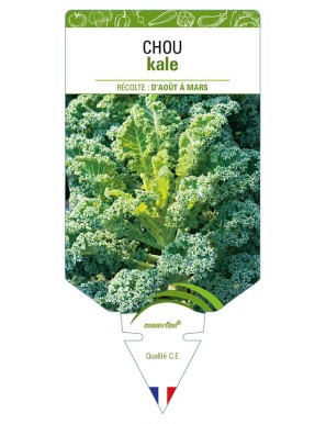 CHOU KALE