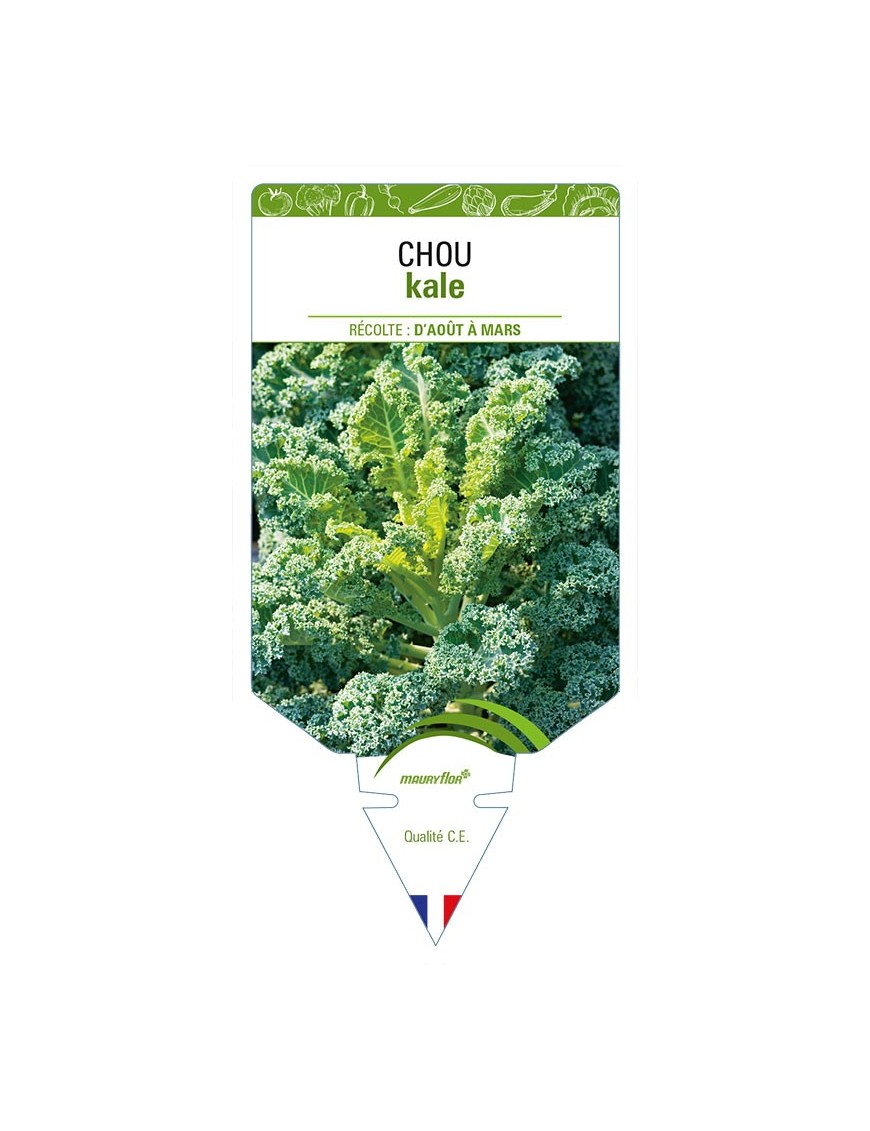 CHOU KALE