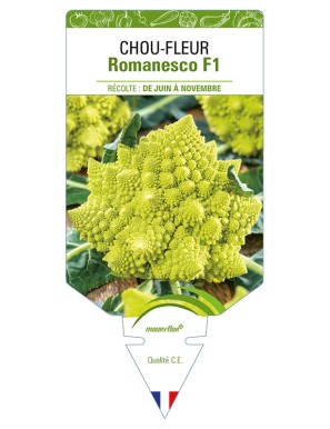 CHOU-FLEUR ROMANESCO F1