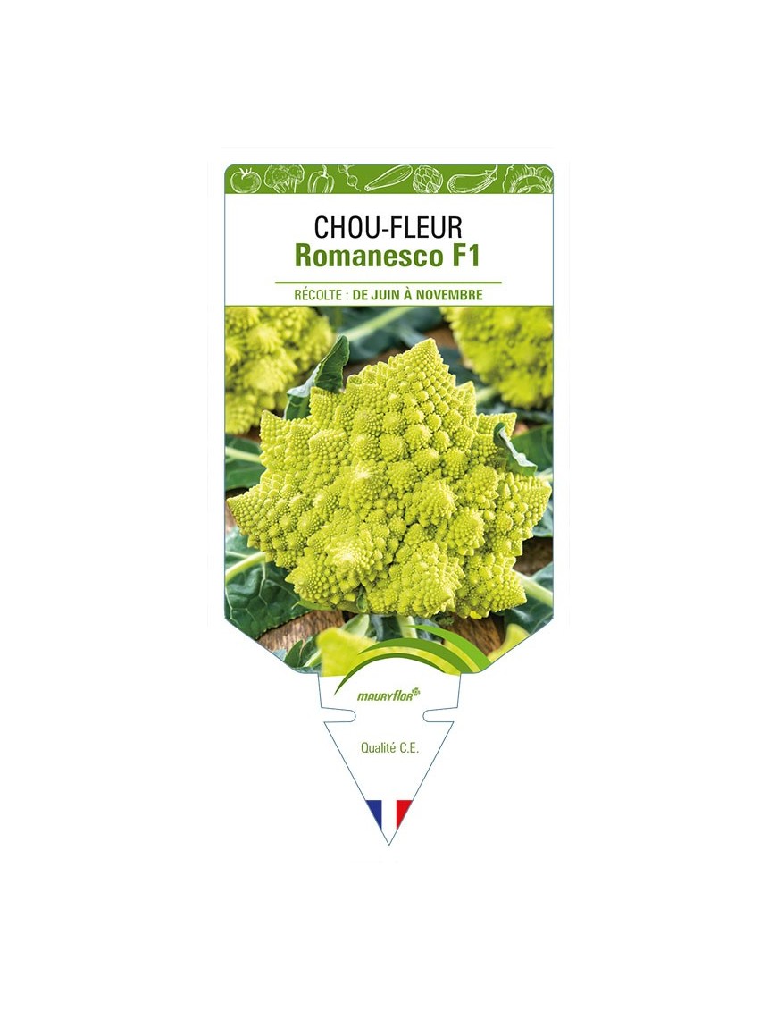 CHOU-FLEUR ROMANESCO F1