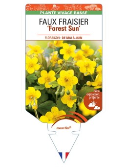 WALDSTEINIA ternata Forest Sun voir Faux Fraisier