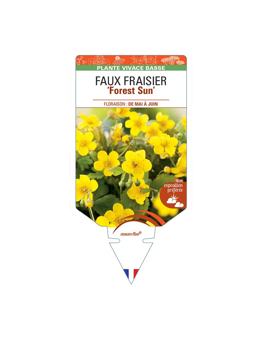 WALDSTEINIA ternata Forest Sun voir Faux Fraisier