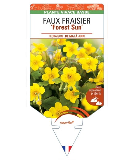 WALDSTEINIA ternata Forest Sun voir Faux Fraisier