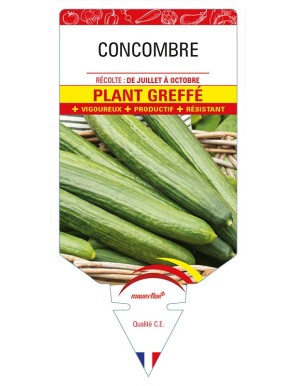 CONCOMBRE PLANT GREFFE