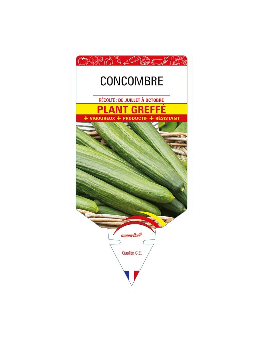 CONCOMBRE PLANT GREFFE