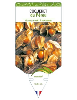 COQUERET DU PEROU