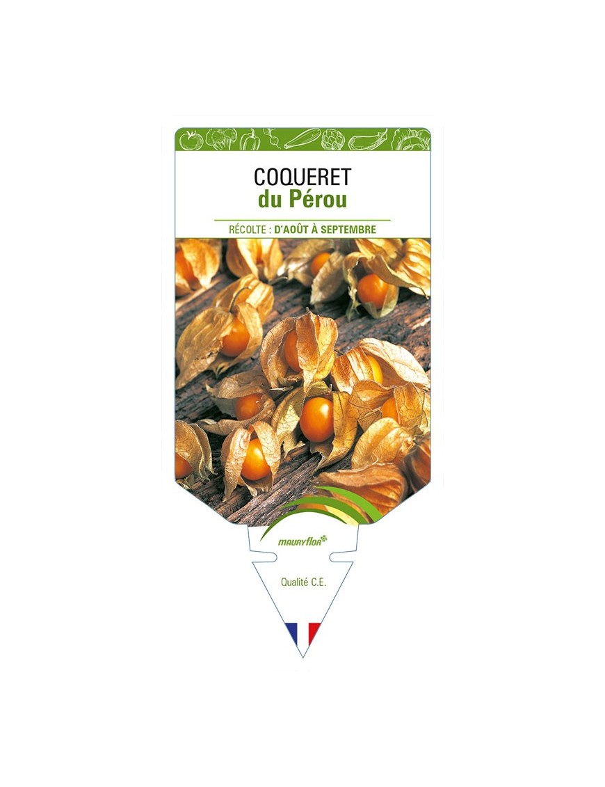 COQUERET DU PEROU