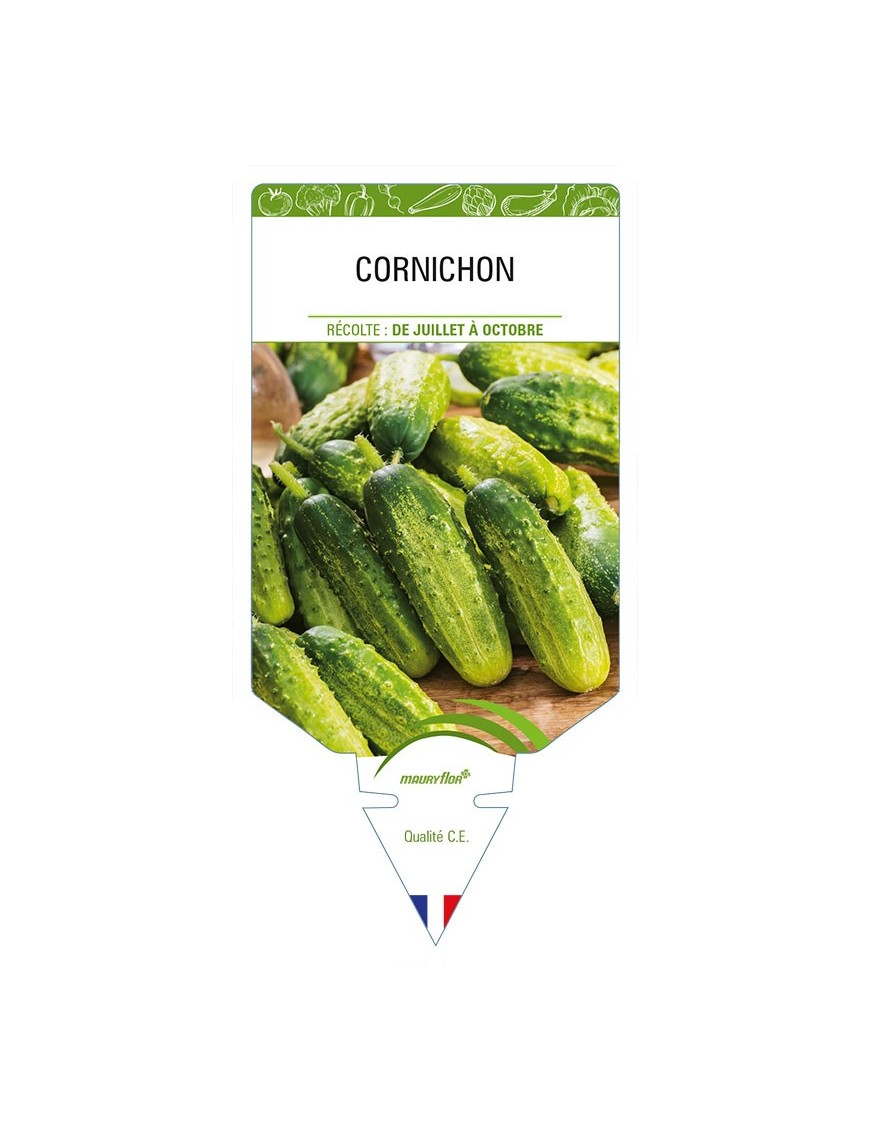 CORNICHON