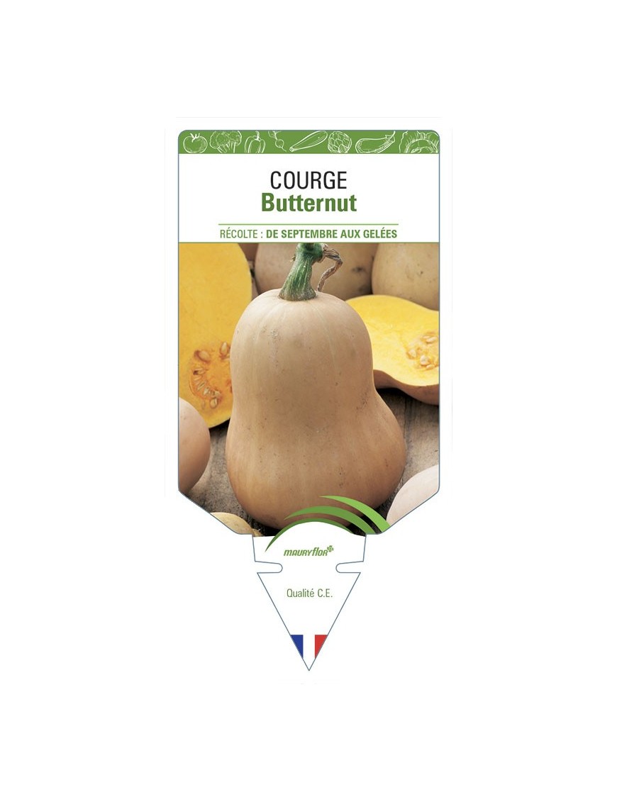 COURGE BUTTERNUT