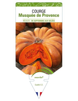 COURGE MUSQUÉE DE PROVENCE