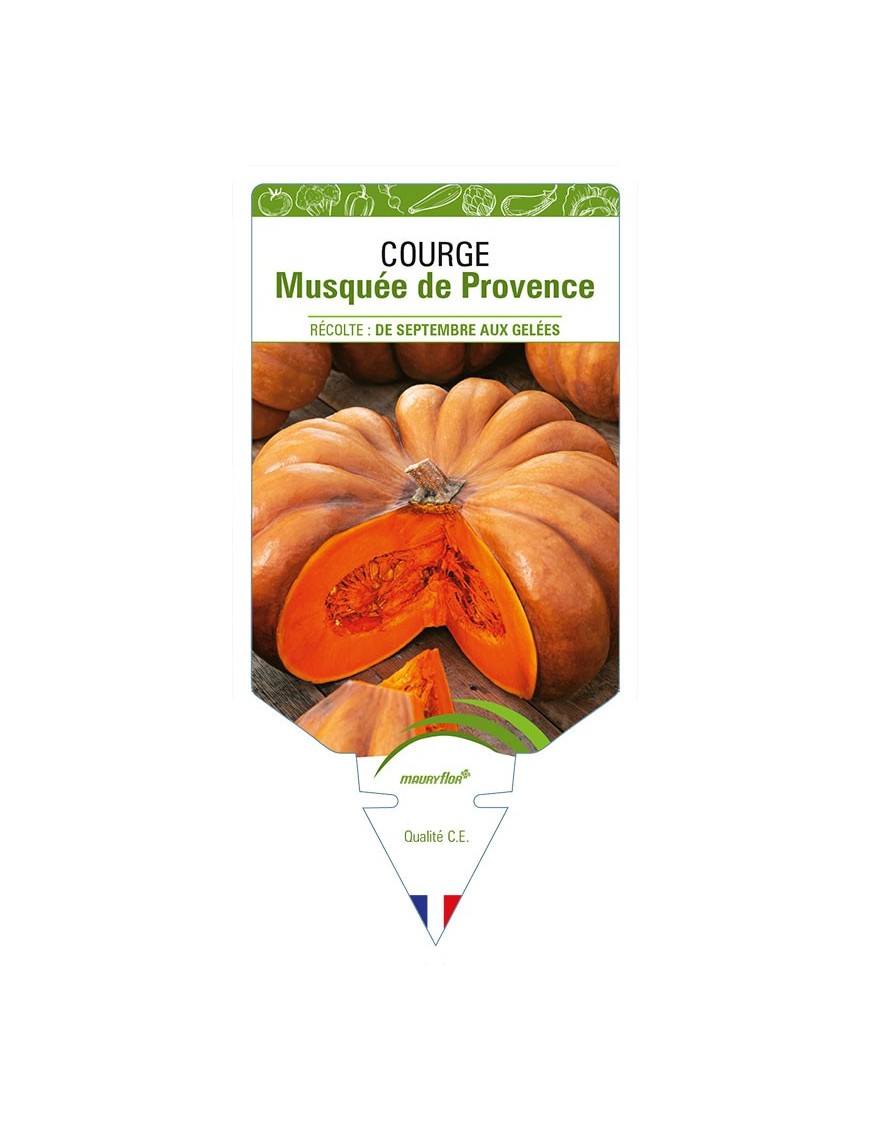 COURGE MUSQUÉE DE PROVENCE