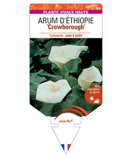 ZANTEDESCHIA aethiopica Crowborough voir Arum d'Ethiopie