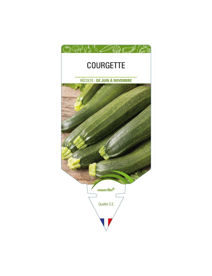 COURGETTE