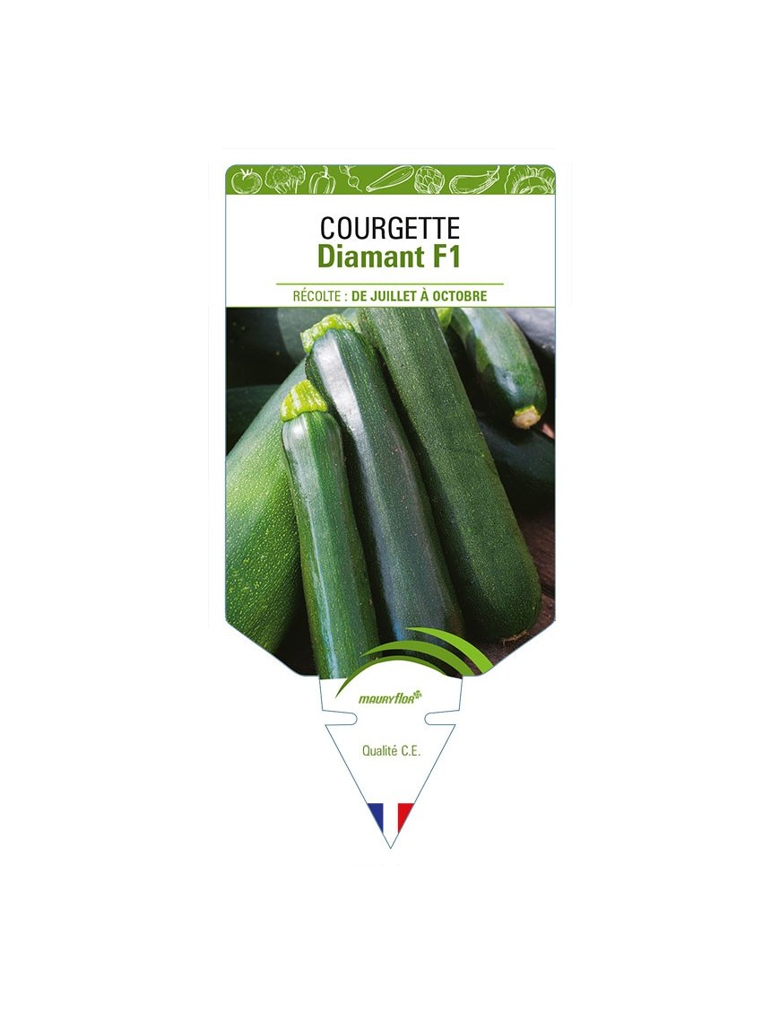 COURGETTE DIAMANT F1