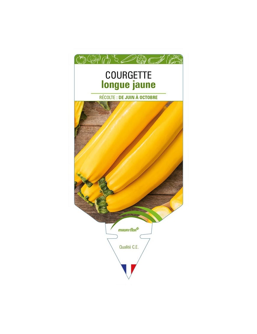 COURGETTE LONGUE JAUNE