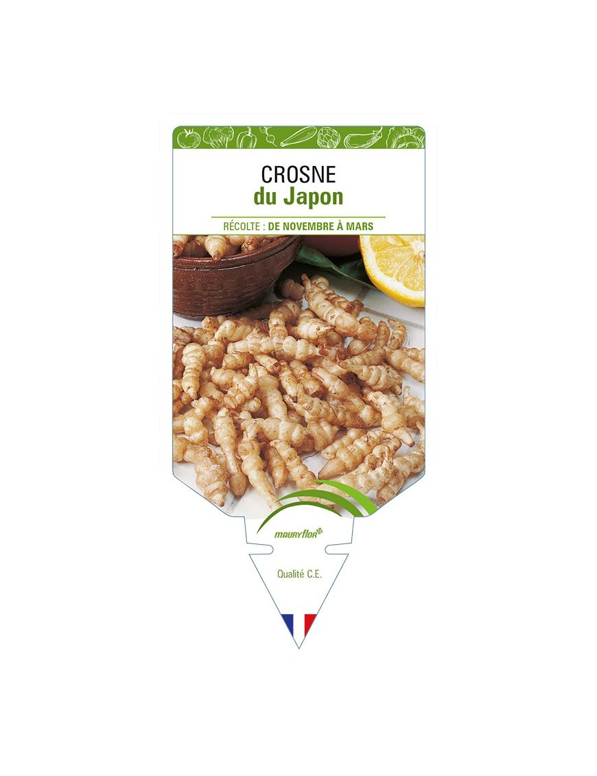 CROSNE DU JAPON