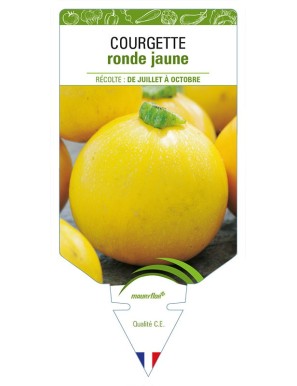 COURGETTE RONDE JAUNE