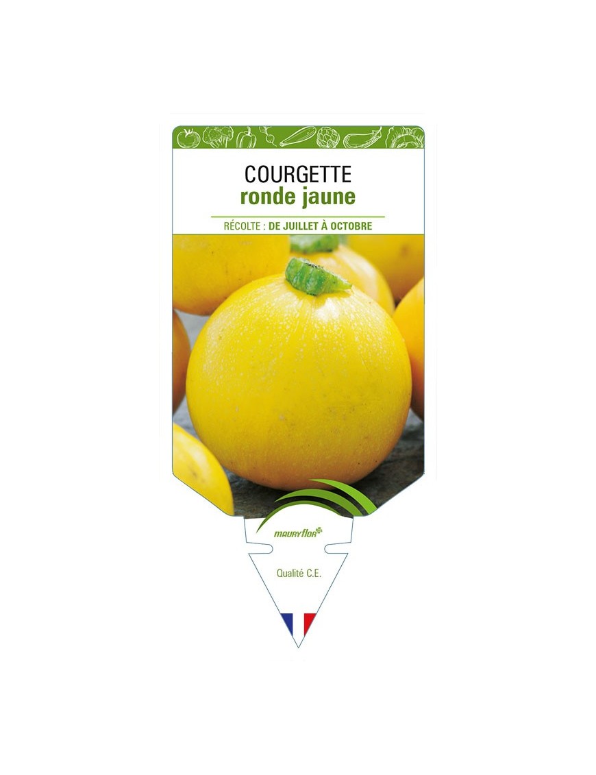 COURGETTE RONDE JAUNE