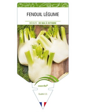 FENOUIL LEGUME