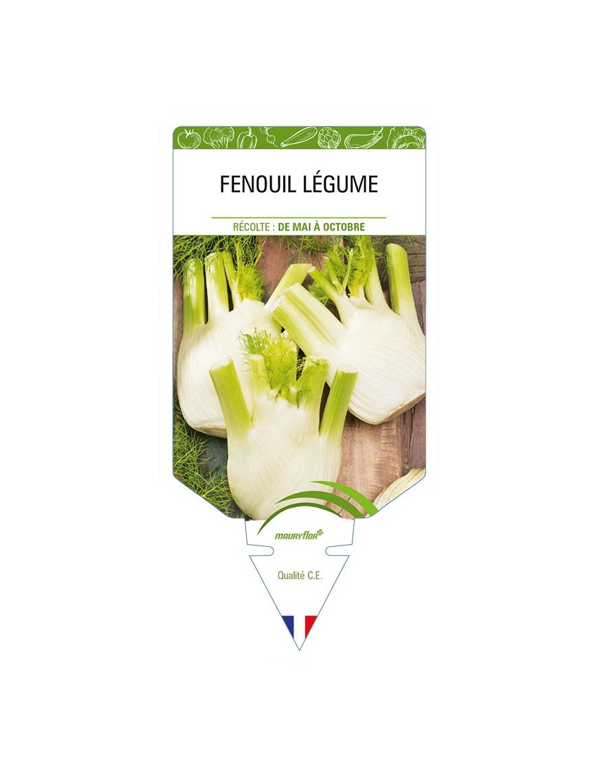 FENOUIL LEGUME