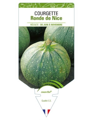 COURGETTE RONDE DE NICE