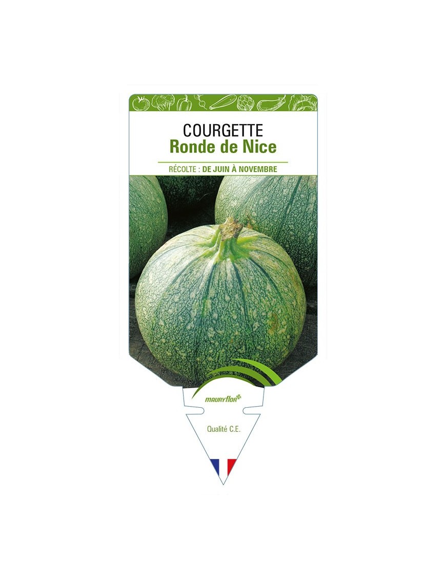 COURGETTE RONDE DE NICE