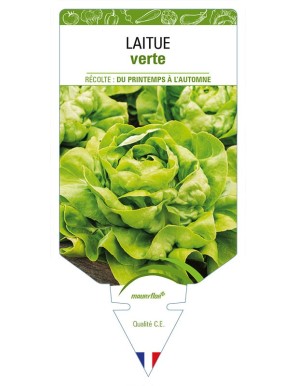 LAITUE (pommée sans nom) verte