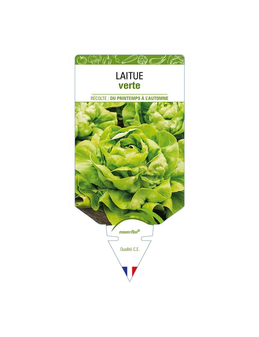 LAITUE (pommée sans nom) verte