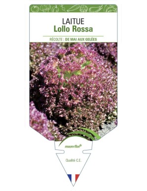 LAITUE LOLLO ROSSA (à couper)