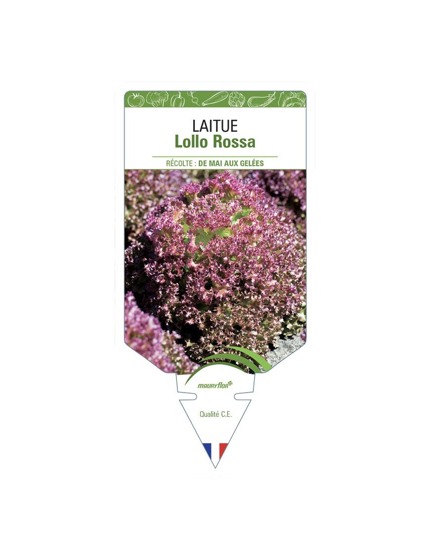 LAITUE LOLLO ROSSA (à couper)